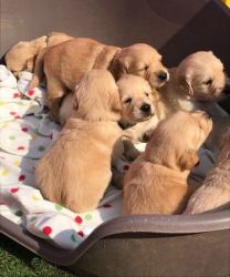 Amazing Golden Retriever puppies. Call or text us at +1(8xx) xx6-xx58