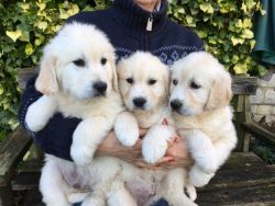 Gorgeous AKC Golden Retriever puppies. Call or text at +1 4xx xx8-0xx6