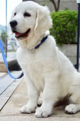 Fully Health Tested Ice White Golden Retriever Puppies