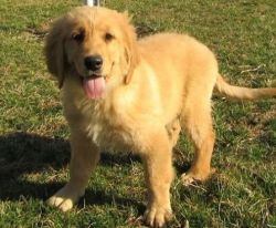 very sweet personality Golden Retriever puppies