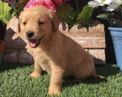 Beautiful AKC registered Golden Retriever pups. Purebred and healthy.