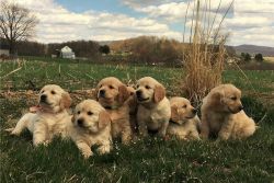 Golden Retriever- Puppies