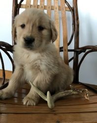 Super Cute Golden Retriever puppies for sale