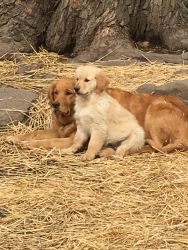 Kemble’s Golden Retriever Puppies