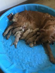 Just born pups