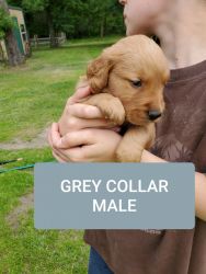 AKC registered Golden Retriever Puppies for sale