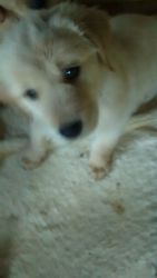 two golden retriever pups for sale female