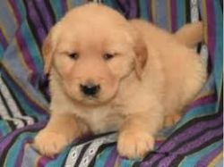Cute Golden Retriever puppies For Adoption