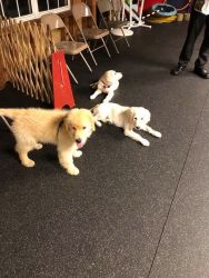 adorable pups that is fun to be around