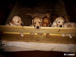 Golden retriever puppies AKC registered
