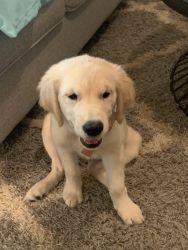 Zoey is a beautiful Golden Retriever she is AKC registered.And current