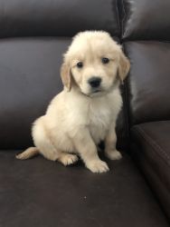 Beautiful Golden Retriever puppies ready for a home this Holiday!