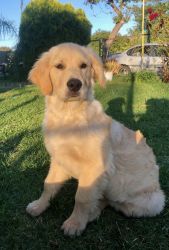 Golden Retriever Puppy in need of new home