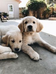 AKC Male Golden Retriever Puppies