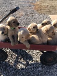 Golden Retreiver English Blond puppies