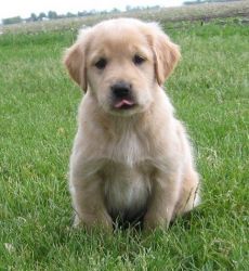 Home raised Golden Retriever puppies for sale