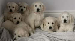 AKc Registered Golden Retriever Puppies
