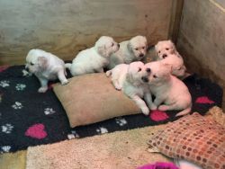 AKc Reg Gorgeous Golden Retriever Puppies For Sale