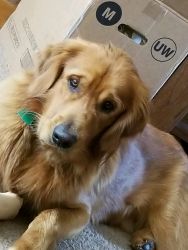 12 month old male akc golden retriever