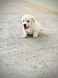 Beautiful home bred golden retriever puppies available