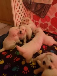 AKC Registered Golen Retriever Puppies for sale
