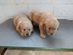 Register Golden retriever puppies