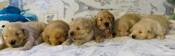 Cute Pure Breed Golden Retriever Puppies