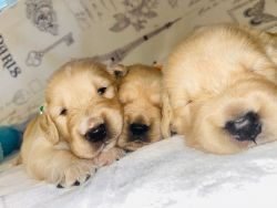 Adorable Golden Retriever Puppies Pure Breed