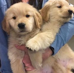 Lovable and gorgous Golden retriever puppies avaible