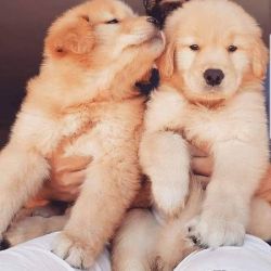 currently available Golden Retriever puppies