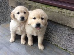 Fantastic AKC Golden Retriever puppies