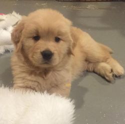 Golden Retriever Puppy available