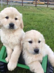 Spectacular Golden Retriever puppies