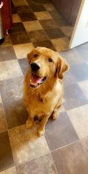 9 month old Male Golden Retriever. House trained. Command trained.