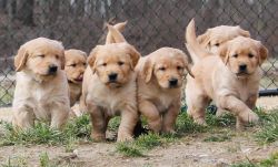 Potty Trained Golden retriever puppies for sale.