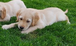 Handsome and Beautiful Golden Retriever Puppies