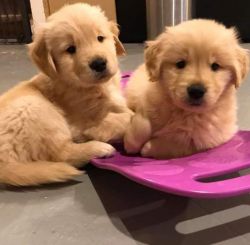 Golden Retriever Puppies Now Available