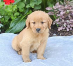Magnificent Golden Retriever pups for sale