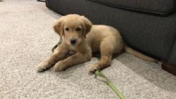 3 month old Golden retriever puppy for sale