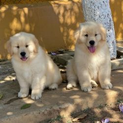 Golden Retriever Puppies Ready To Go Home