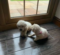 lovely golden retriever pups now available for their homes