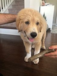 Golden Retriever/Pyrenees mix puppy for sale!