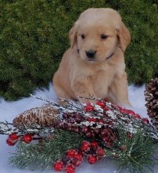 Gracious Golden Retriever puppies available for sale