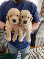 Akc registered golden puppies- boys