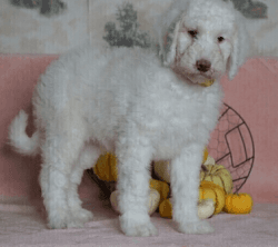 Golden Retriever Puppy For Sale
