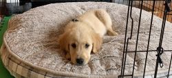 8 week golden retriever puppy for sale