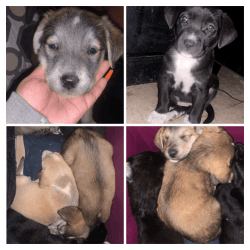 Mixed puppies for sale pit bull-husky golden retriever