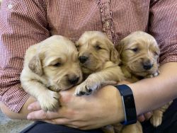 Golden Retriever puppies for Sale