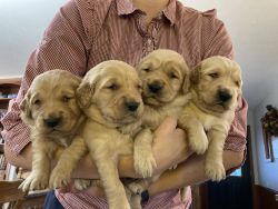 Golden Retrievers Male puppies For Sale