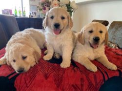 Adorable golden retriever puppies for adoption